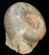 Well Preserved Stephanoceras Ammonite #11490-2